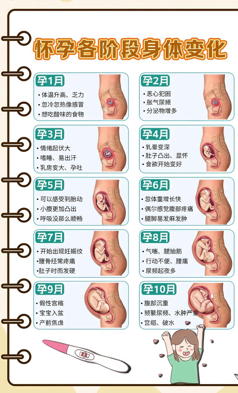 揭秘供卵代孕妈妈怀孕小腹分两节，孕期变化的奥秘舒兰代生机构: